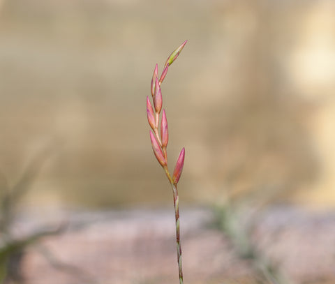 Tillandsia fuchsii v gracilis bloom tract 