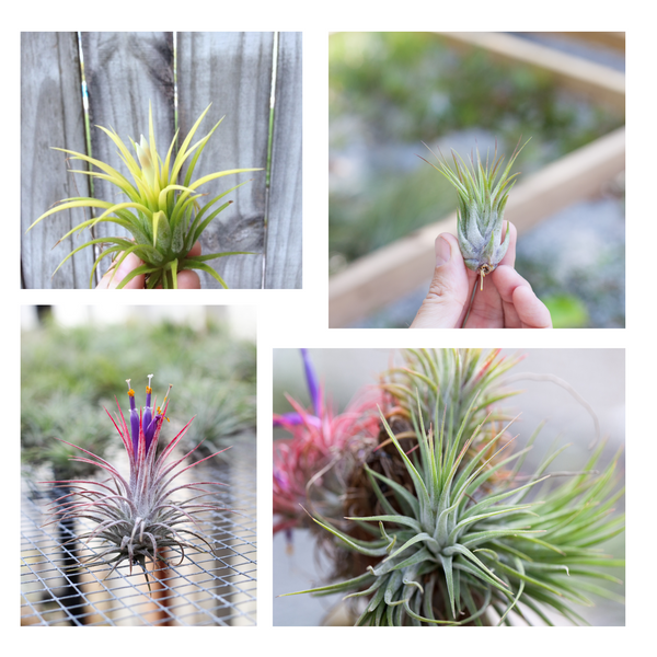 Tillandsia ionantha air plants 