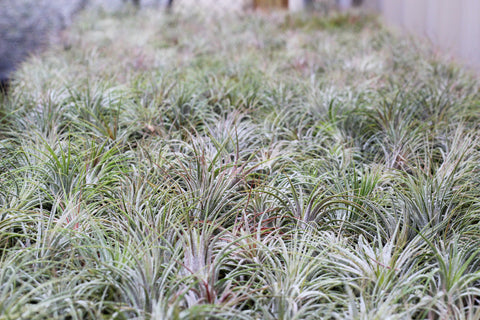 tillandsia ionantha air plants in greenhouse