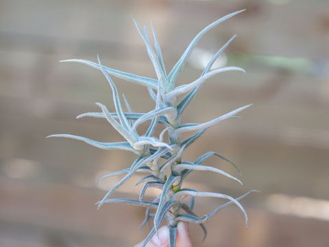 paleacea clump 