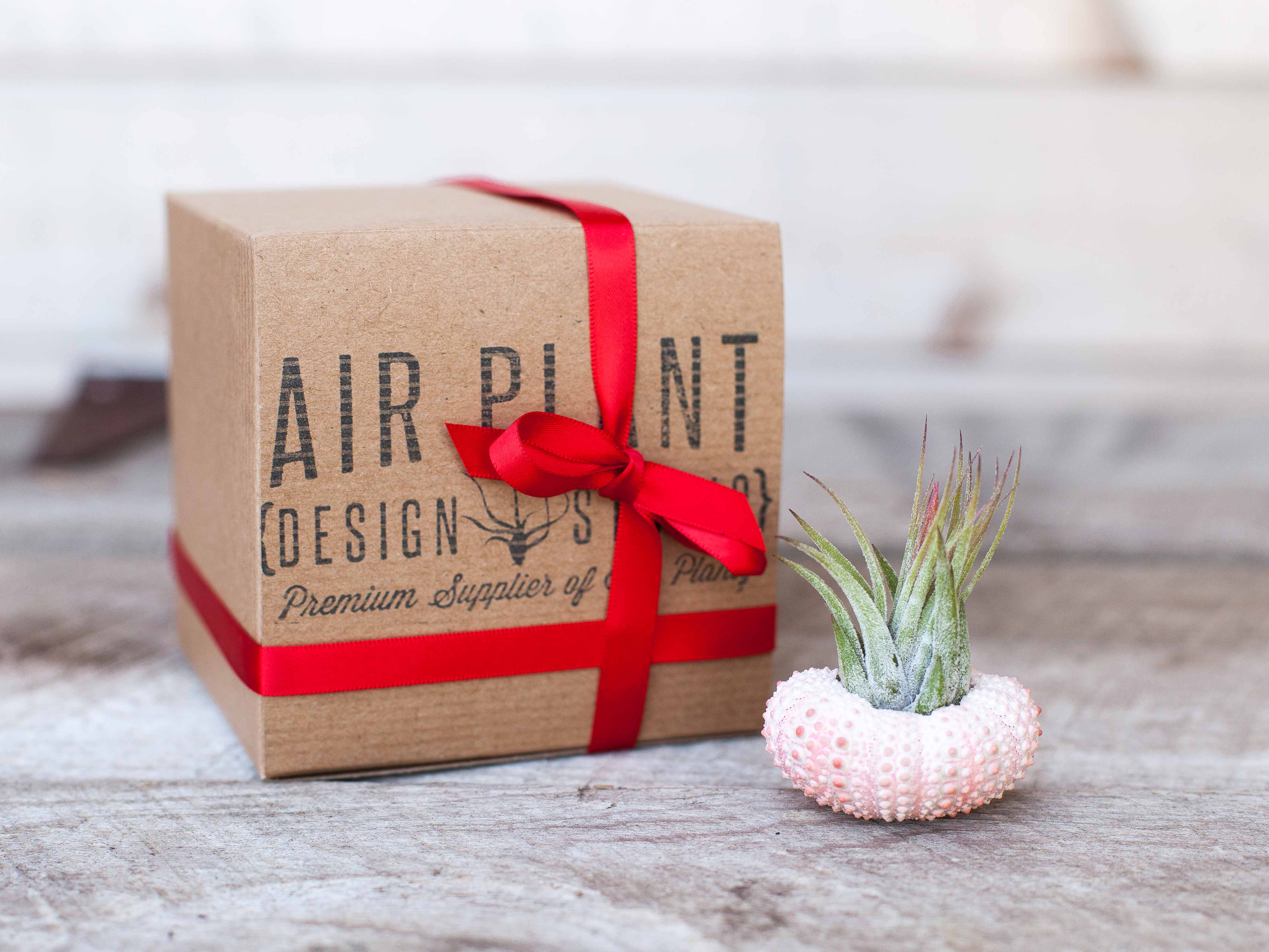 air plant tillandsia urchin pink gift