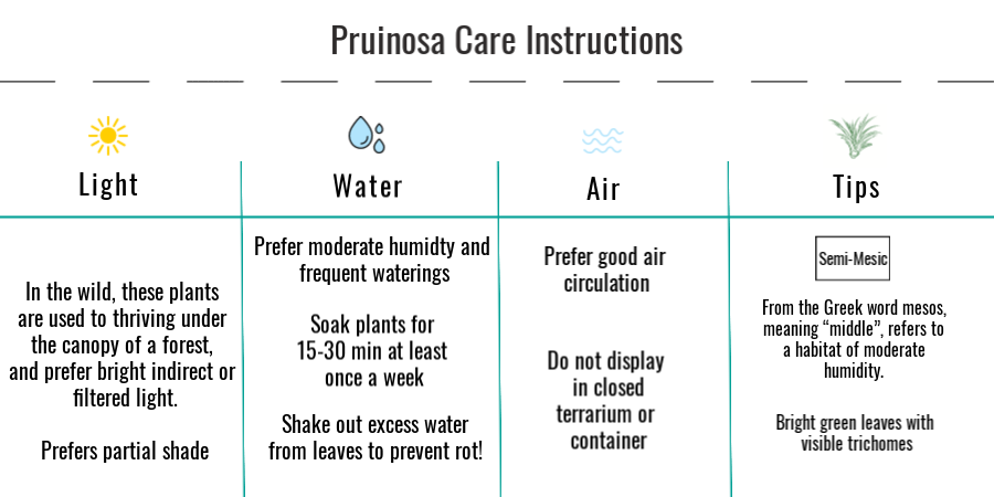 Tillandsia pruinosa air plant care instructions