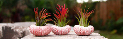 3 Pink Urchins with Tillandsia Ionantha Fuego Air Plants