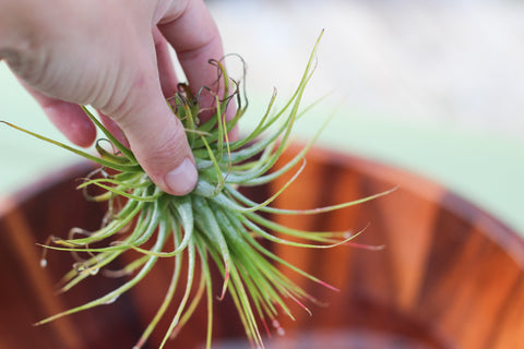 Hand Placing a Tillandsia Air Plant into a Bowl of Water
