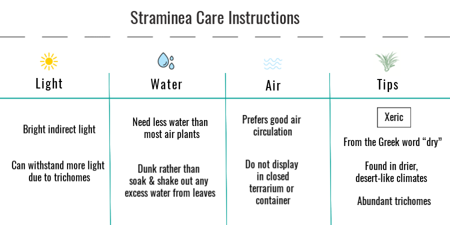 Tillandsia straminea air plant care instructions 