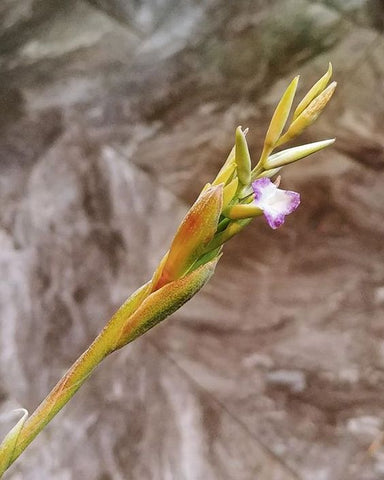 Tillandsia straminea flower 