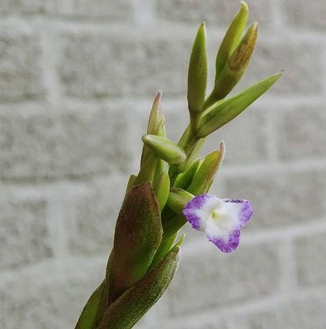 Tillandsia straminea air plant flower 