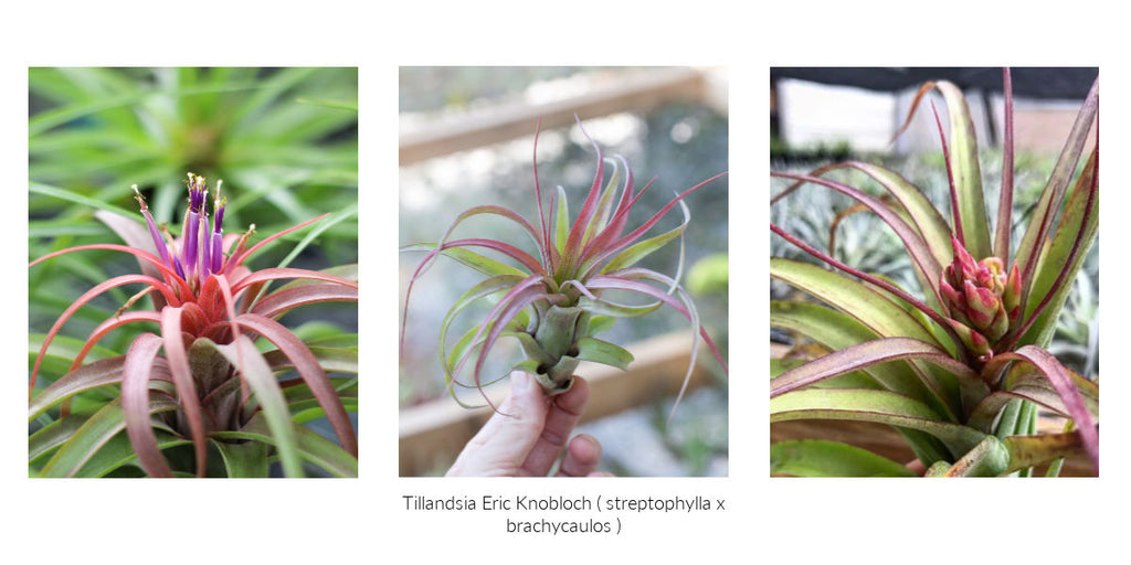 Tillandsia streptophylla hybrid air plants 
