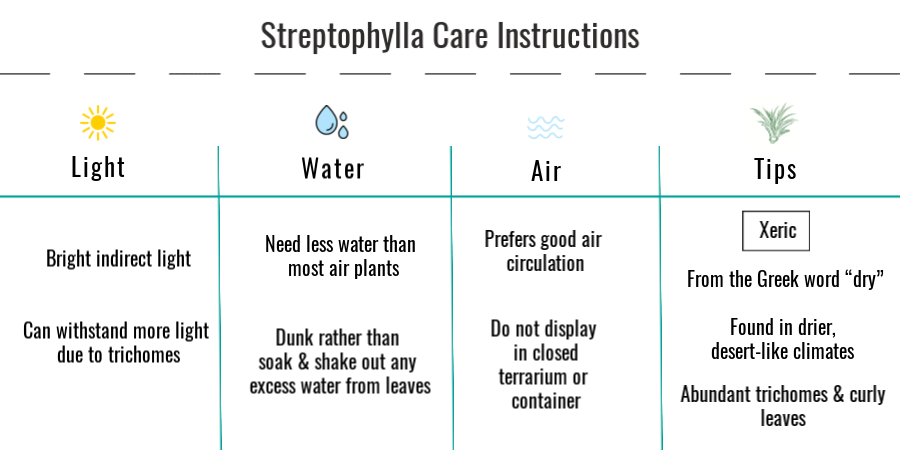 Tillandsia streptophylla air plant care instructions 