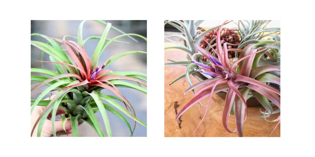 Tillandsia streptophylla hybrid in bloom 