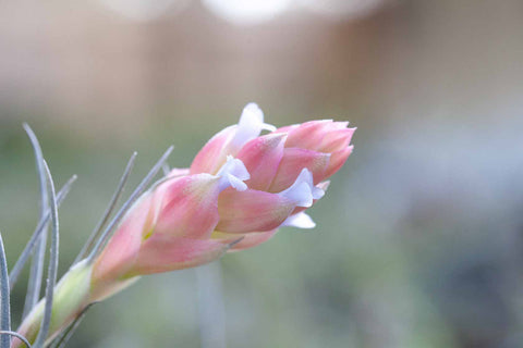 Tillandsia houston air plant in bloom 