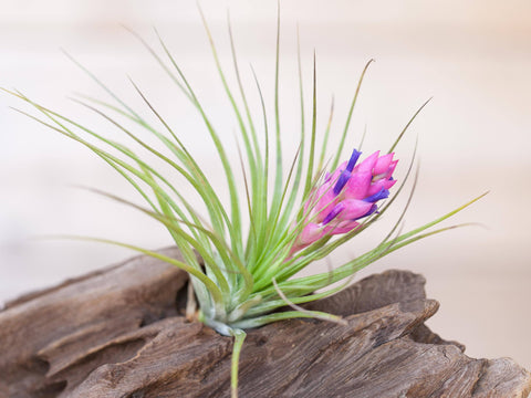 tillandsia stricta air plant