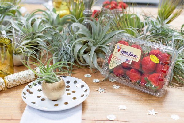 Air Plant Table Scape With Wish Farms Strawberries