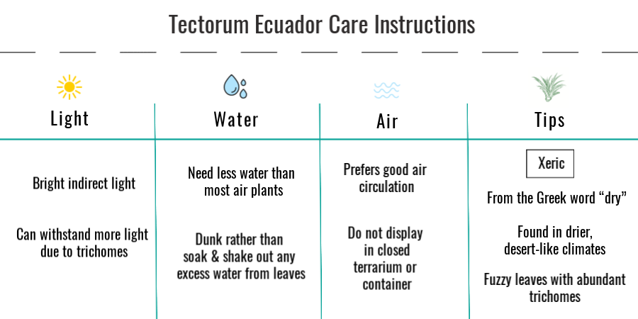 Tillandsia tectorum ecuador air plant care instructions