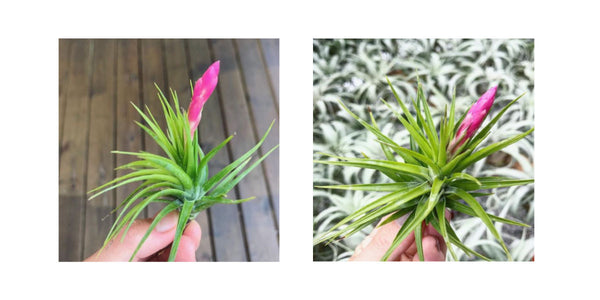 Tillandsia tenuifolia air plant 