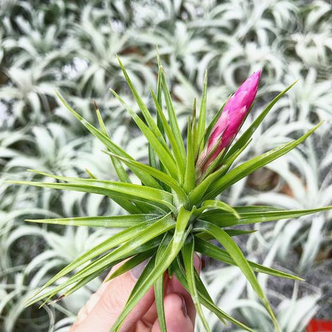 Tillandsia tenuifolia air plant 