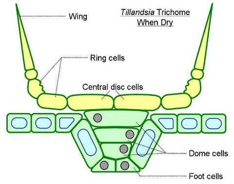 tillandsia air plant trichome diagram 