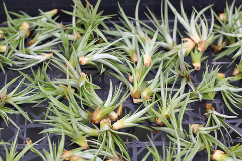 Tillandsia offsets