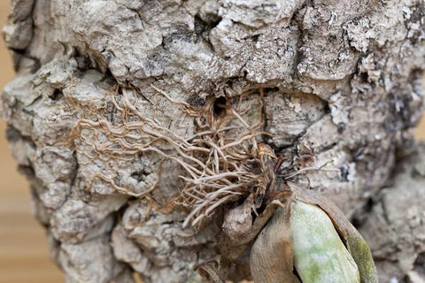 caput medusae anchoring itself to cork with roots 