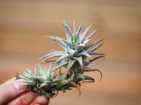 What are Tillandsia Ionantha Vanhyningii Air Plants? – Air Plant