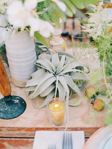 air plant wedding decor 