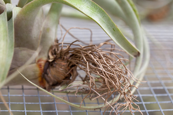 T. xerographica air plant roots