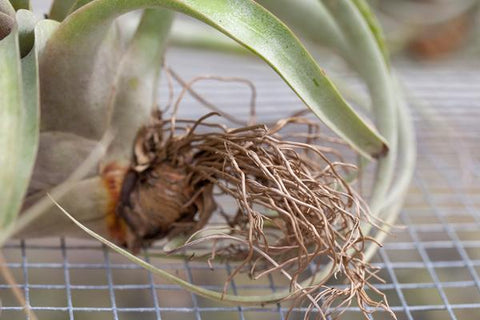 Tillandsia xerographica air plant roots 