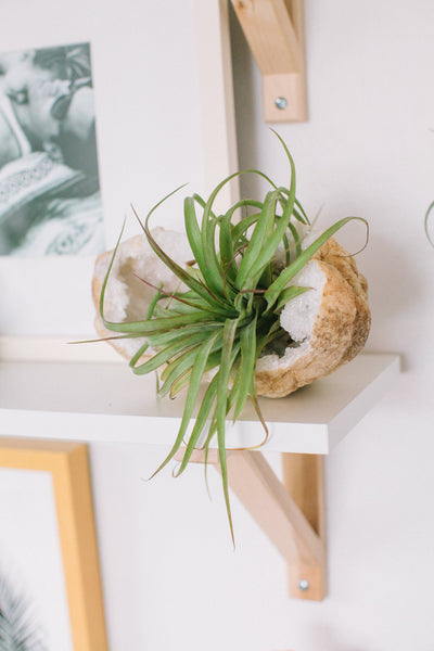 Air plant in geo home office