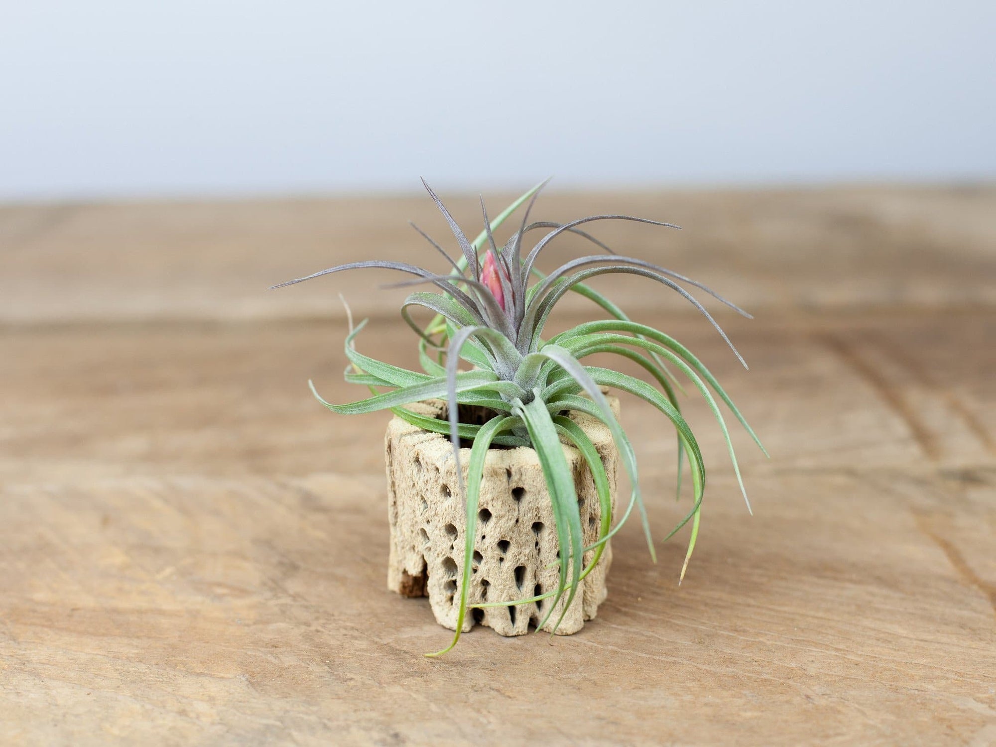 Cholla Wood & Aeranthos Hybrid Air Plant | Air Plant Design Studio