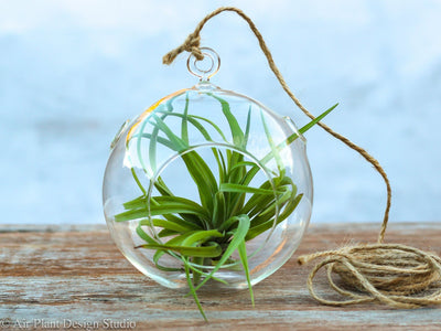 Tabletop Terrarium with Assorted Tillandsia Air Plants – Air Plant Design  Studio