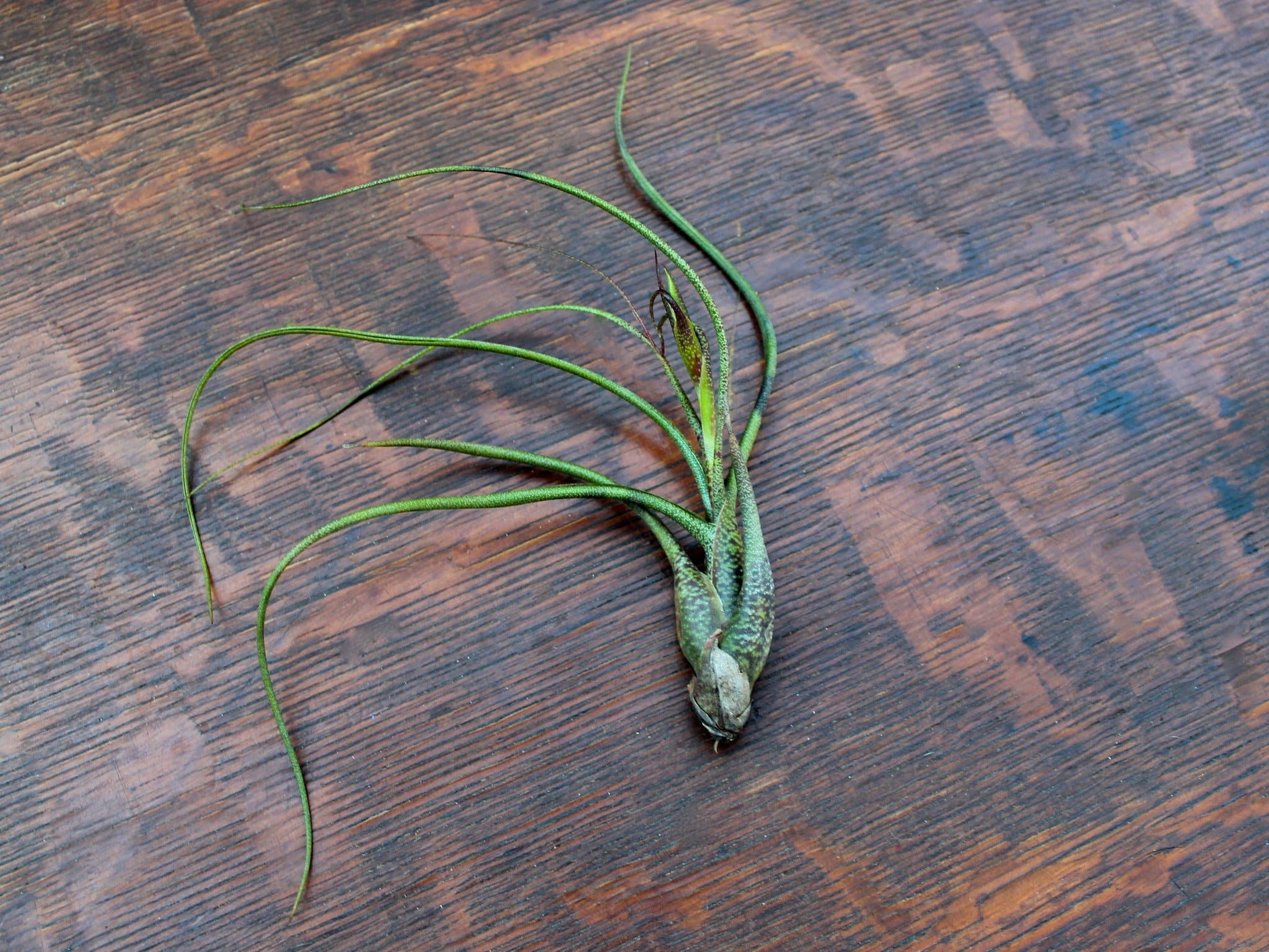 Tillandsia Butzii цветение