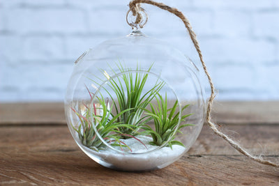 Gift Wrapped Seascape Terrarium with Tillandsia Air Plants – Air Plant  Design Studio