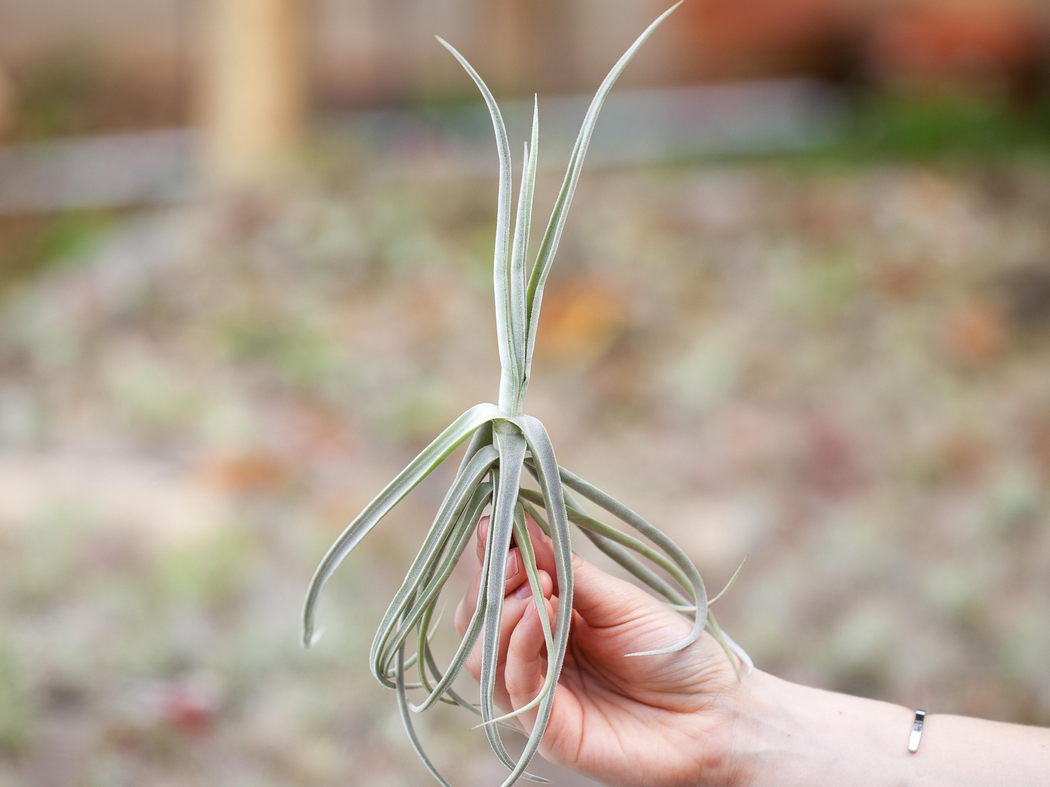 Tillandsia Duratii Air Plant - Air Plant Design Studio product image