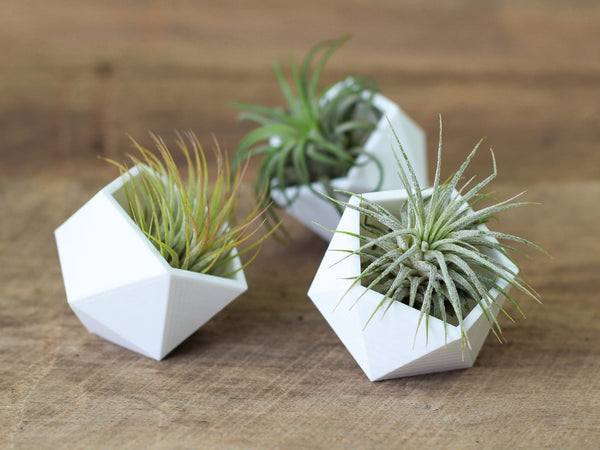 Geometric air plant holders