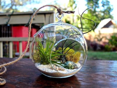 Get Assorted Tillandsia Air Plants