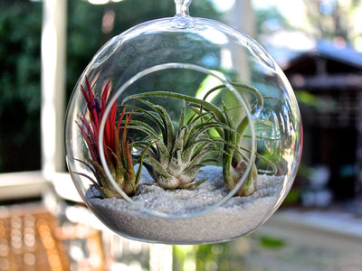 Treasure Island Air Plant Terrarium Kit – NW Wholesaler