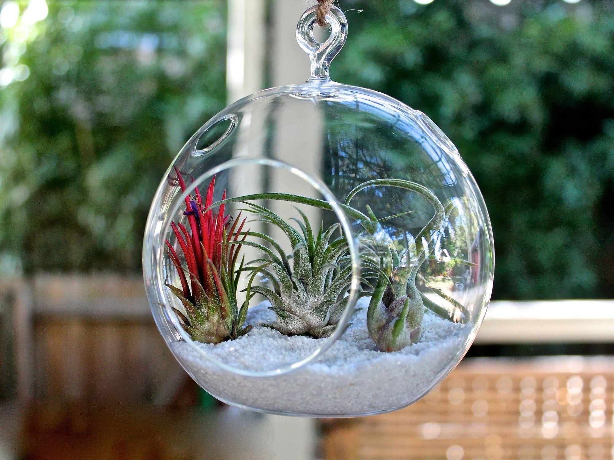 Hanging air plant terrarium information