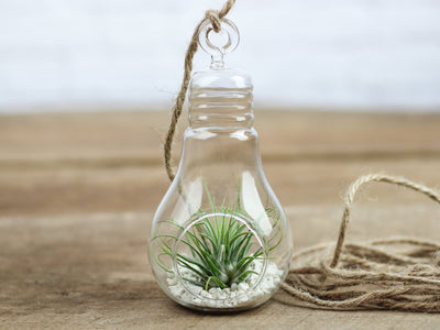 LED LIGHT BULB SHAPED TERRARIUMS