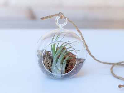 Tabletop Terrarium with Assorted Tillandsia Air Plants – Air Plant Design  Studio