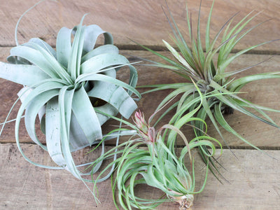 Tillandsia Miscela di piante di Tillandsia - Set di 6 - Piante aeree vere -  Altezza 5-15cm - FloraStore