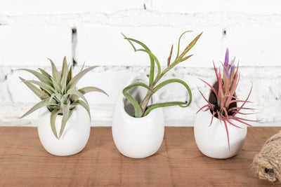 White Geometric Pots & Tillandsia Air Plants