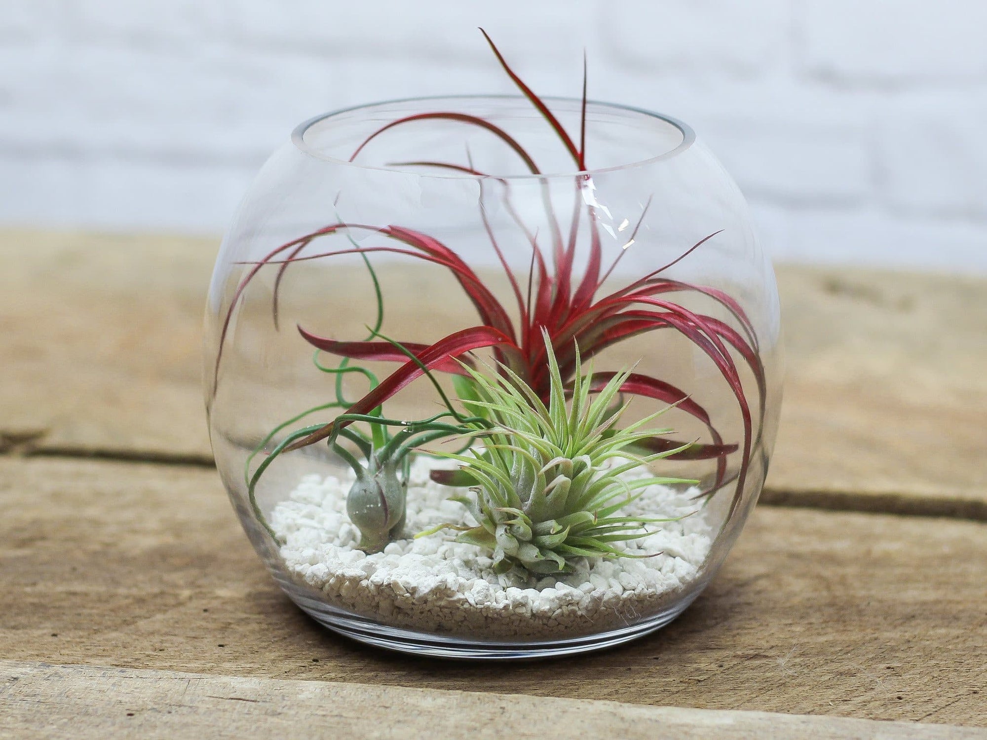 Latest How To Make A Terrarium With Air Plants Ideas in 2022