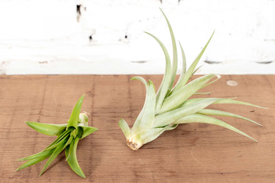 Air Plant Tillandsia LARGE - Highland Moss