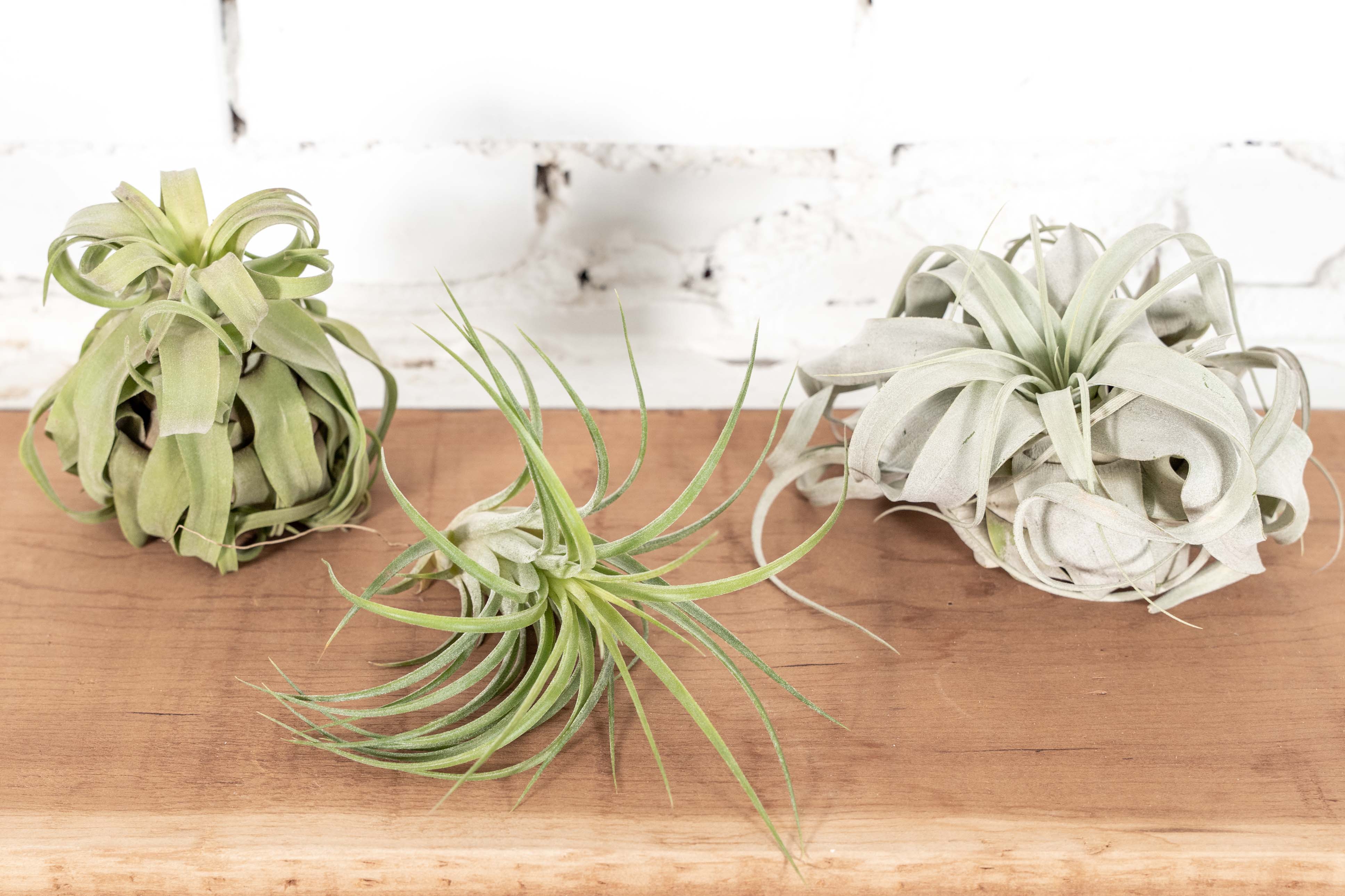 Tillandsia Spanish Moss and Ionantha Combo for Sale