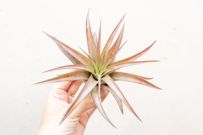 Tillandsia Brachycaulos Abdida