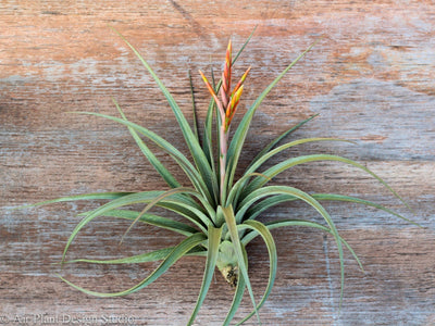 Tillandsia et son support en cube h27cm