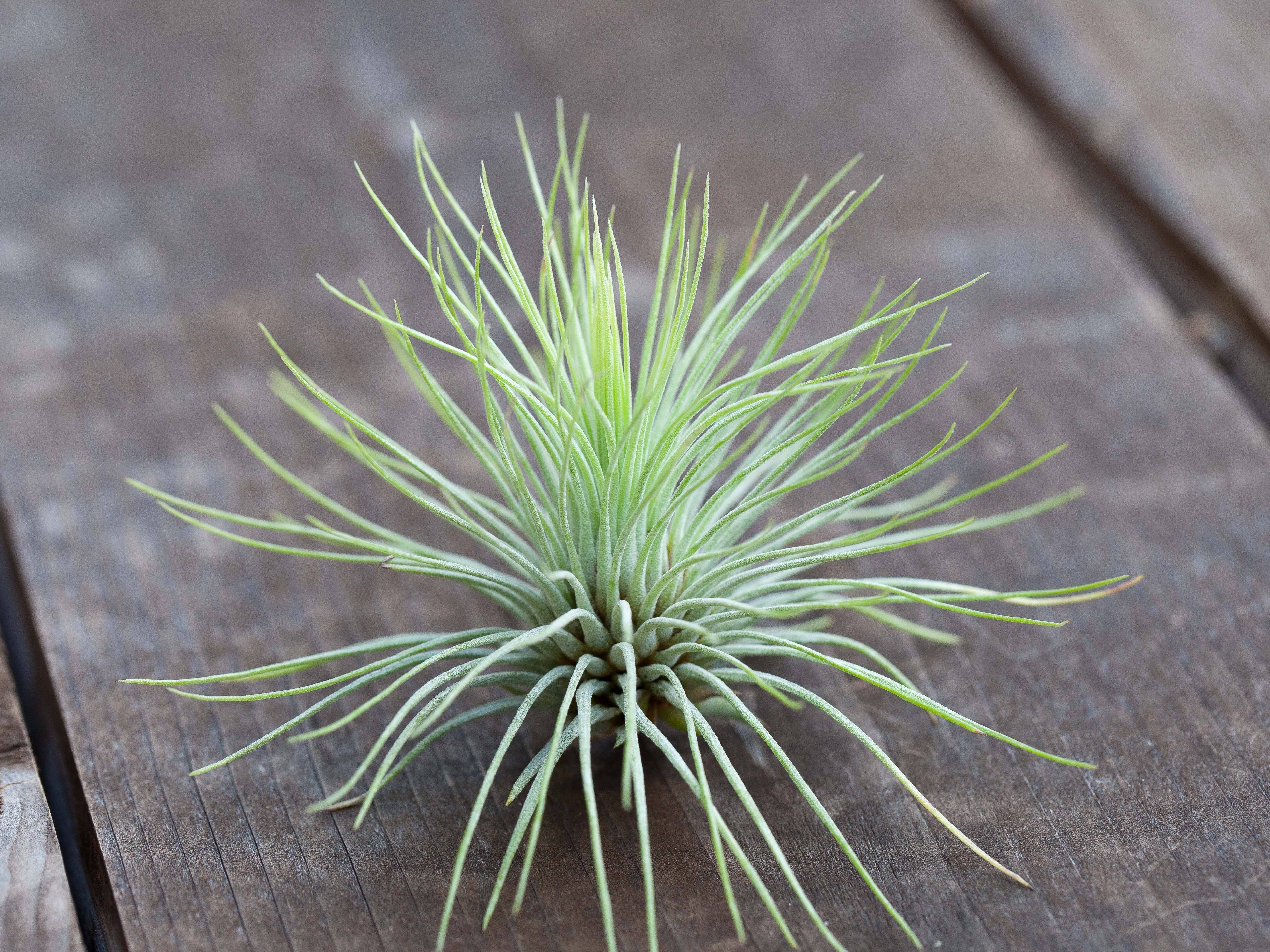 Tillandsia Andreana Air Plant - Air Plant Design Studio product image