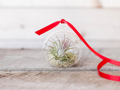 Miniature Air Plant, Faux Tillandsia Small Fake - Yahoo Shopping