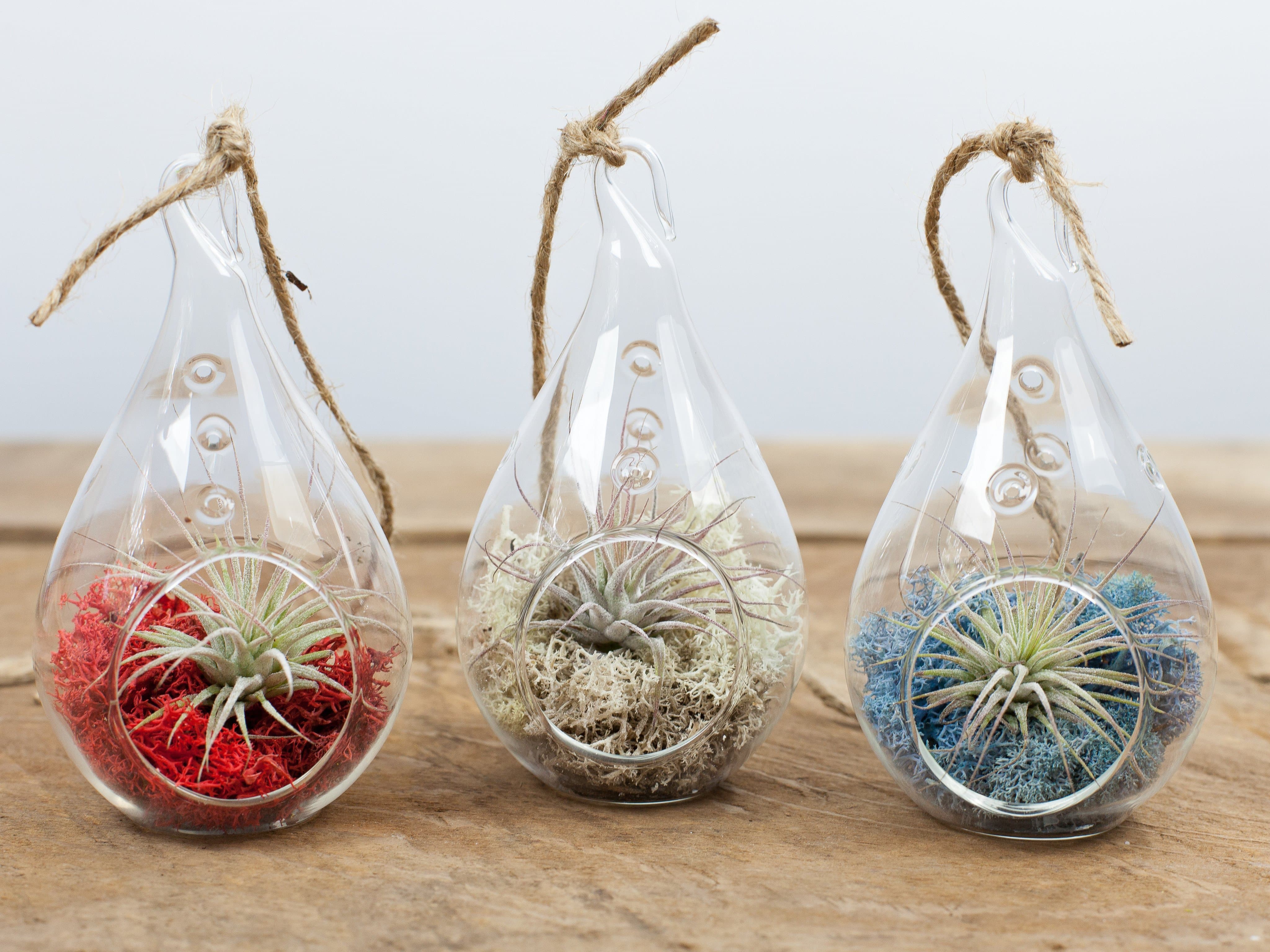 Teardrop Air Plant Terrarium Kit Air Plant Design Studio