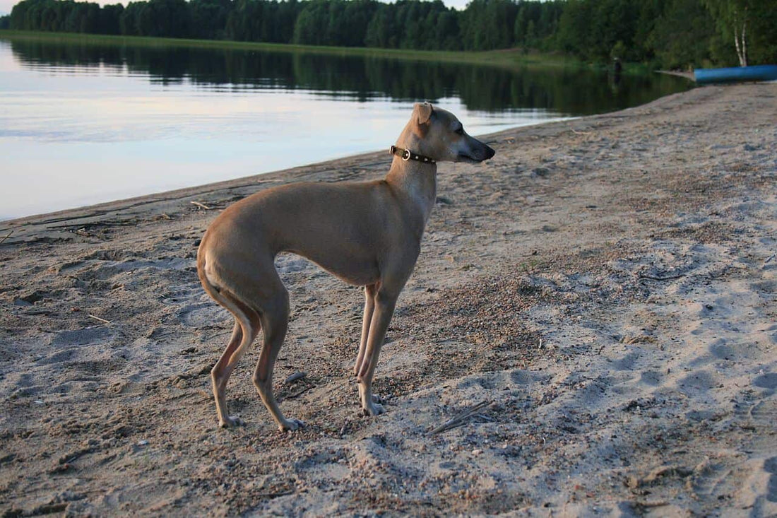 are sighthound hypoallergenic